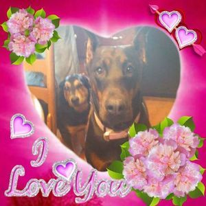 Meet your Posher, Sandy